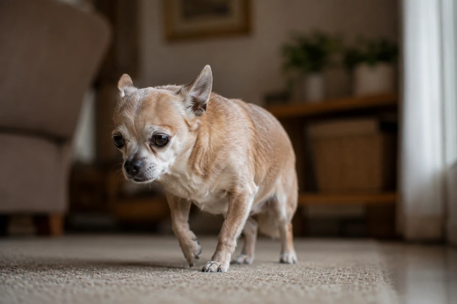 Senior chihuahua pausing during a slow indoor walk with subtle fatigue and slightly strained posture
