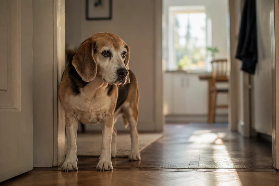 Senior beagle standing quietly near a kitchen water bowl during soft morning light with subtle fatigue and increased thirst visible through body language