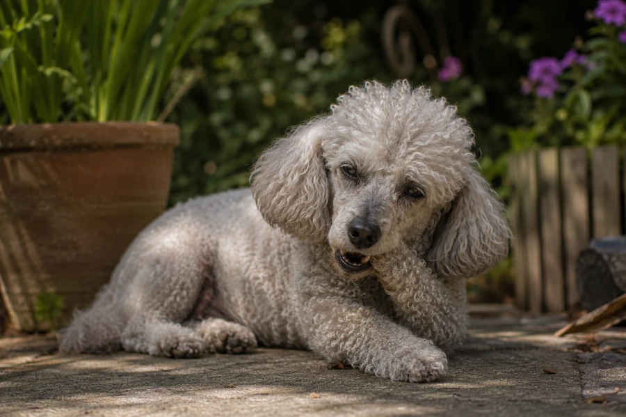 Senior Poodle resting quietly on a shaded backyard patio near garden plants while gently holding the mouth slightly tense after chewing