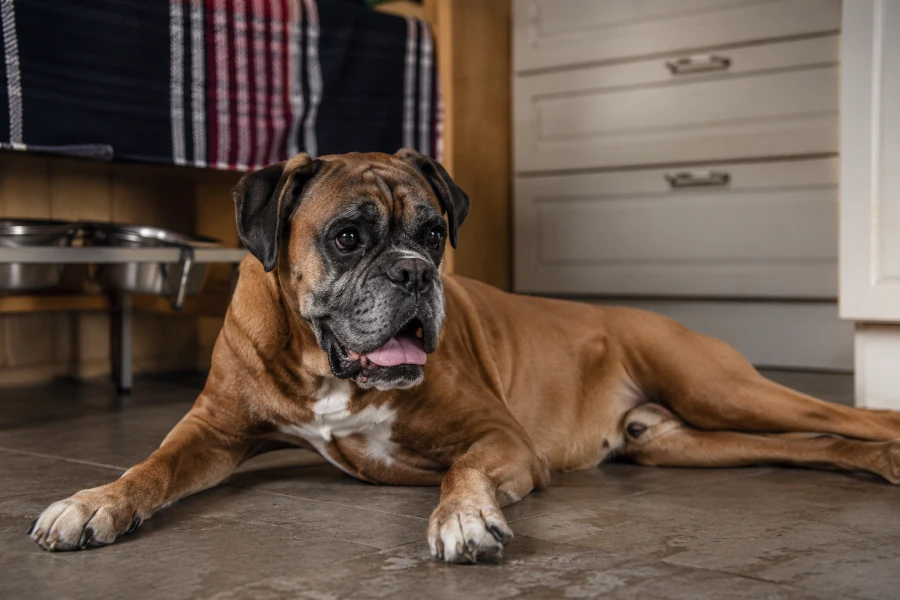Senior Boxer resting briefly on the kitchen floor after light exercise